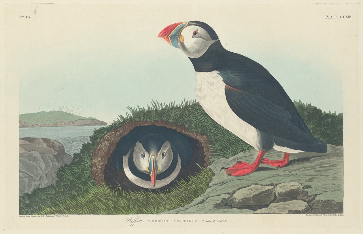 Lundefugl av Robert Havell after John James Audubon