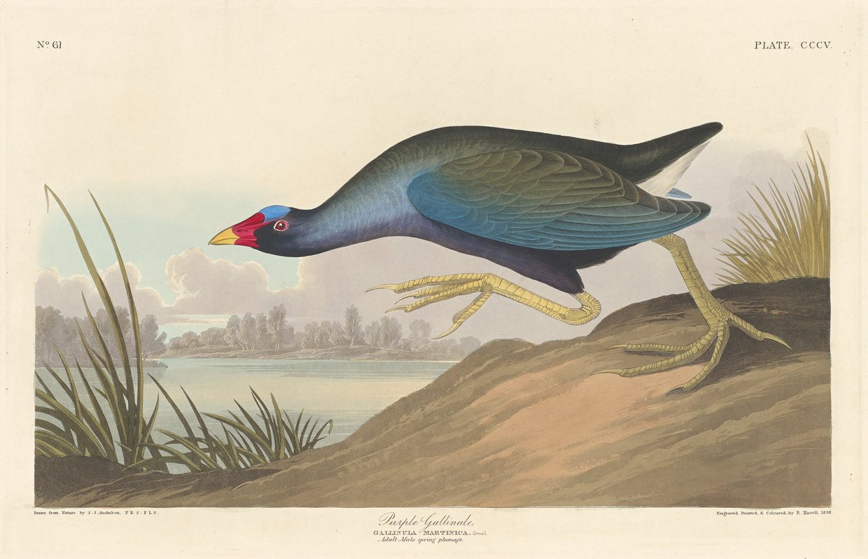 Lilla Gallinule av Robert Havell after John James Audubon