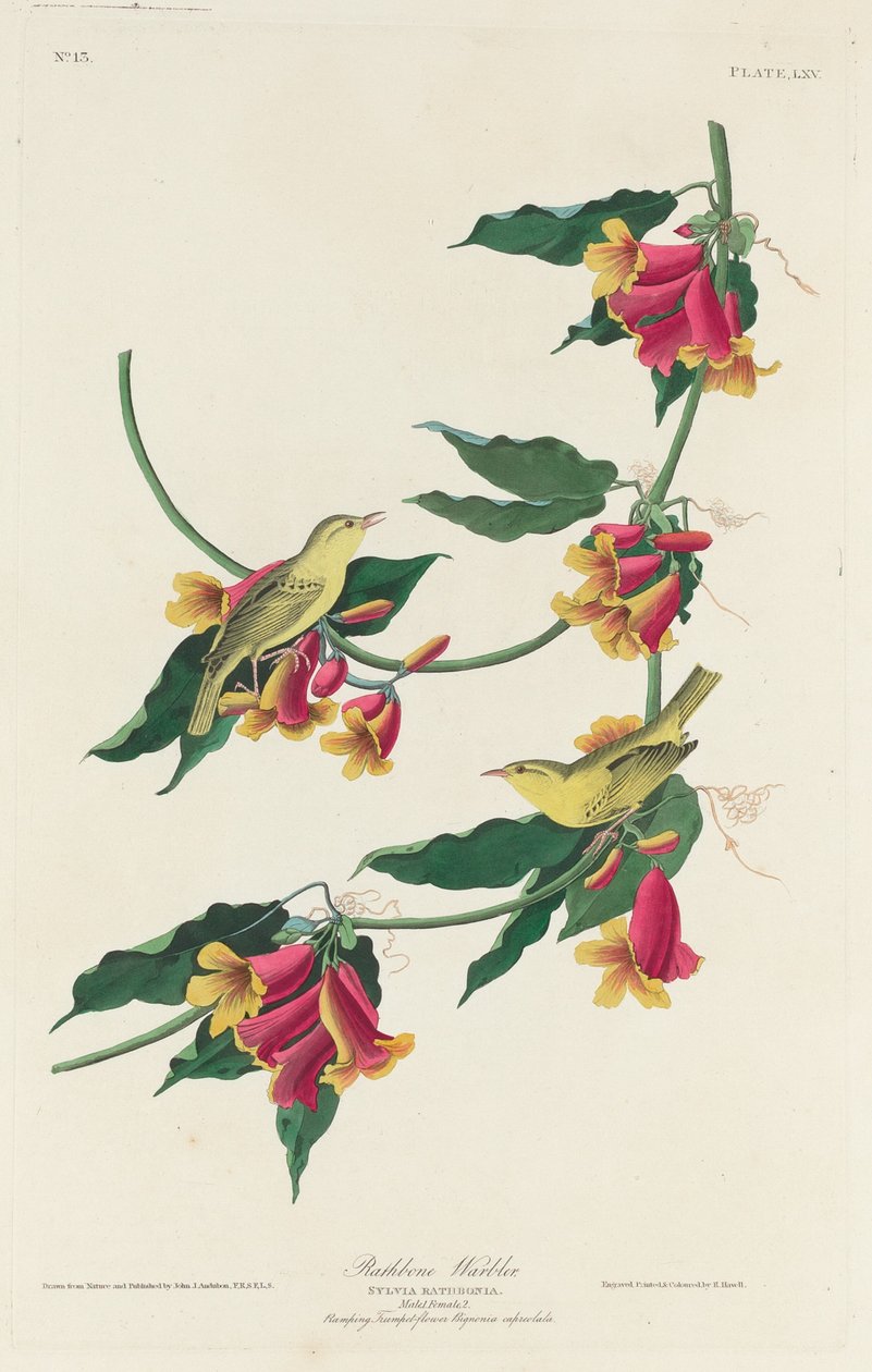 Rathbone Warbler av Robert Havell after John James Audubon