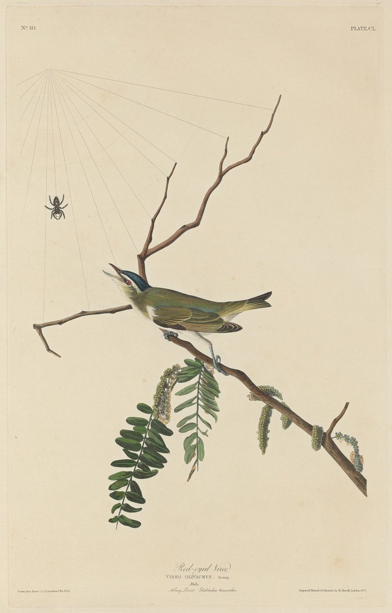 Rødøyet Vireo av Robert Havell after John James Audubon