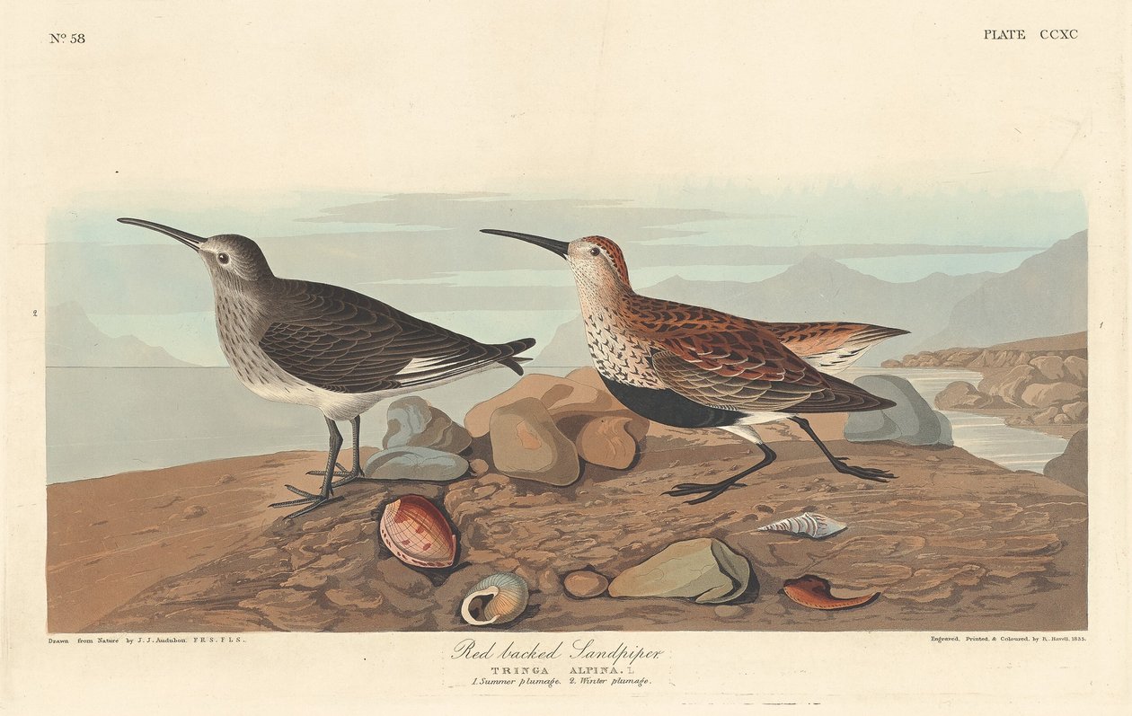 Rødrygget Sandpiper av Robert Havell after John James Audubon