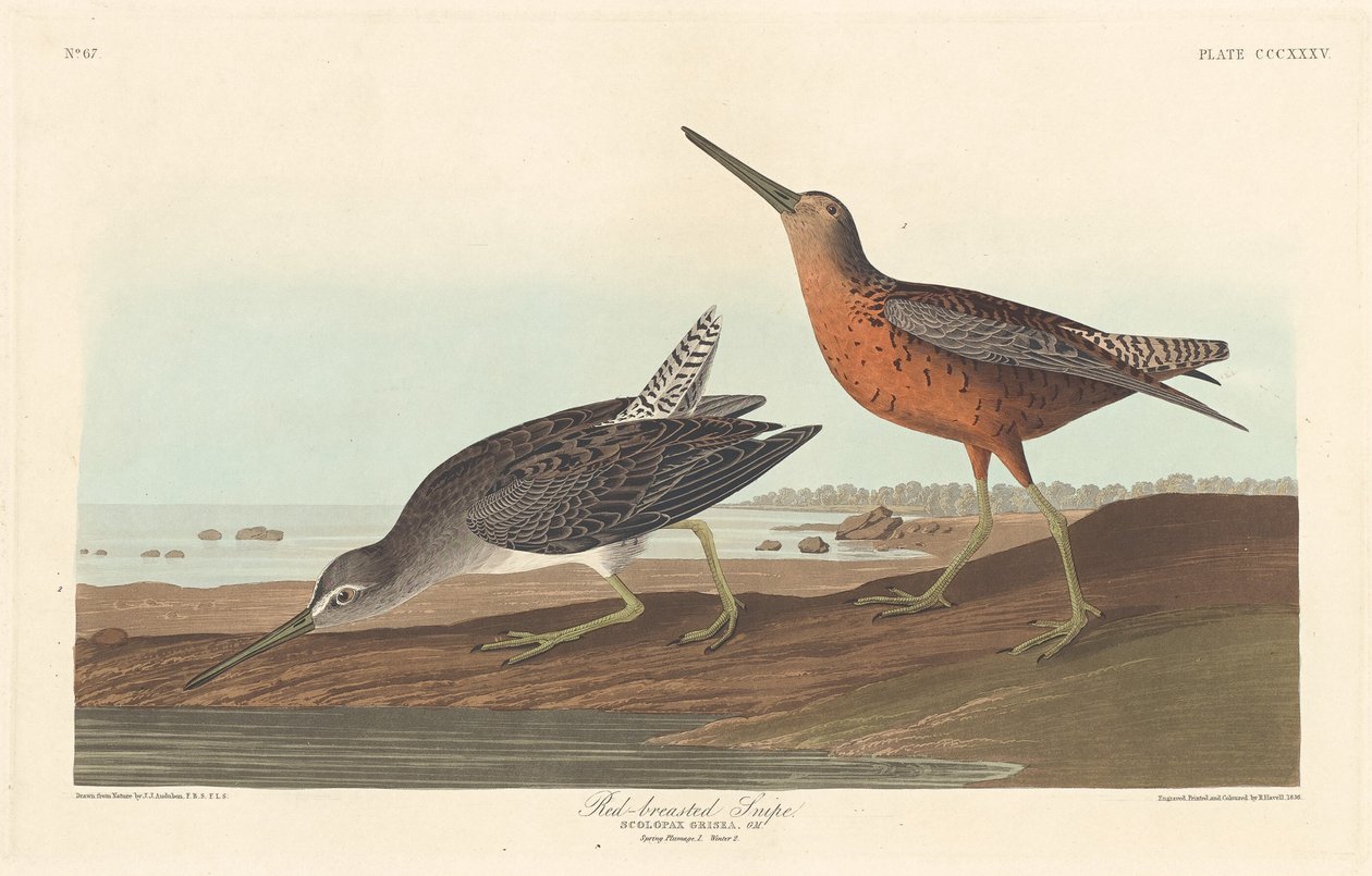 Red-breasted Snipe   1257044   no       norwegian Successfully Translated  Original: Colwyn Bay. The Pool in the Wood, 1870s. Translat: Colwyn Bay. The Pool in the Wood, 1870s. 1182598 no norwegian Successfully Translated Original: Mallard (colour litho) T av Robert Havell after John James Audubon