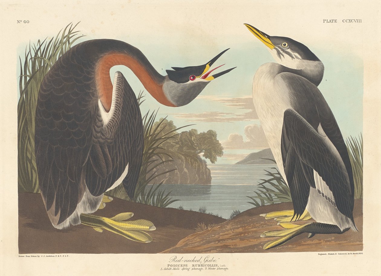 Rødhalset duppe av Robert Havell after John James Audubon