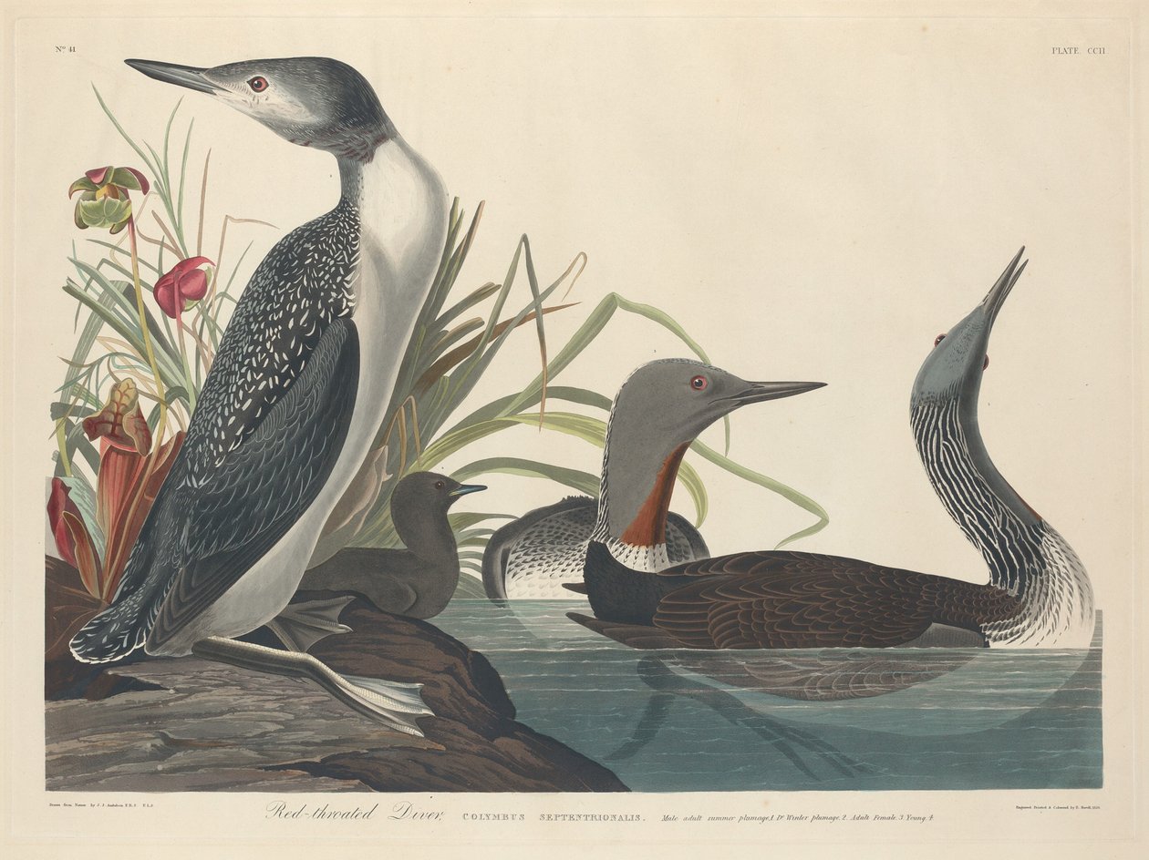 Rødstrupedykker av Robert Havell after John James Audubon