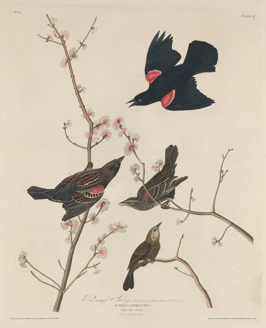 Rødvingestær av Robert Havell after John James Audubon