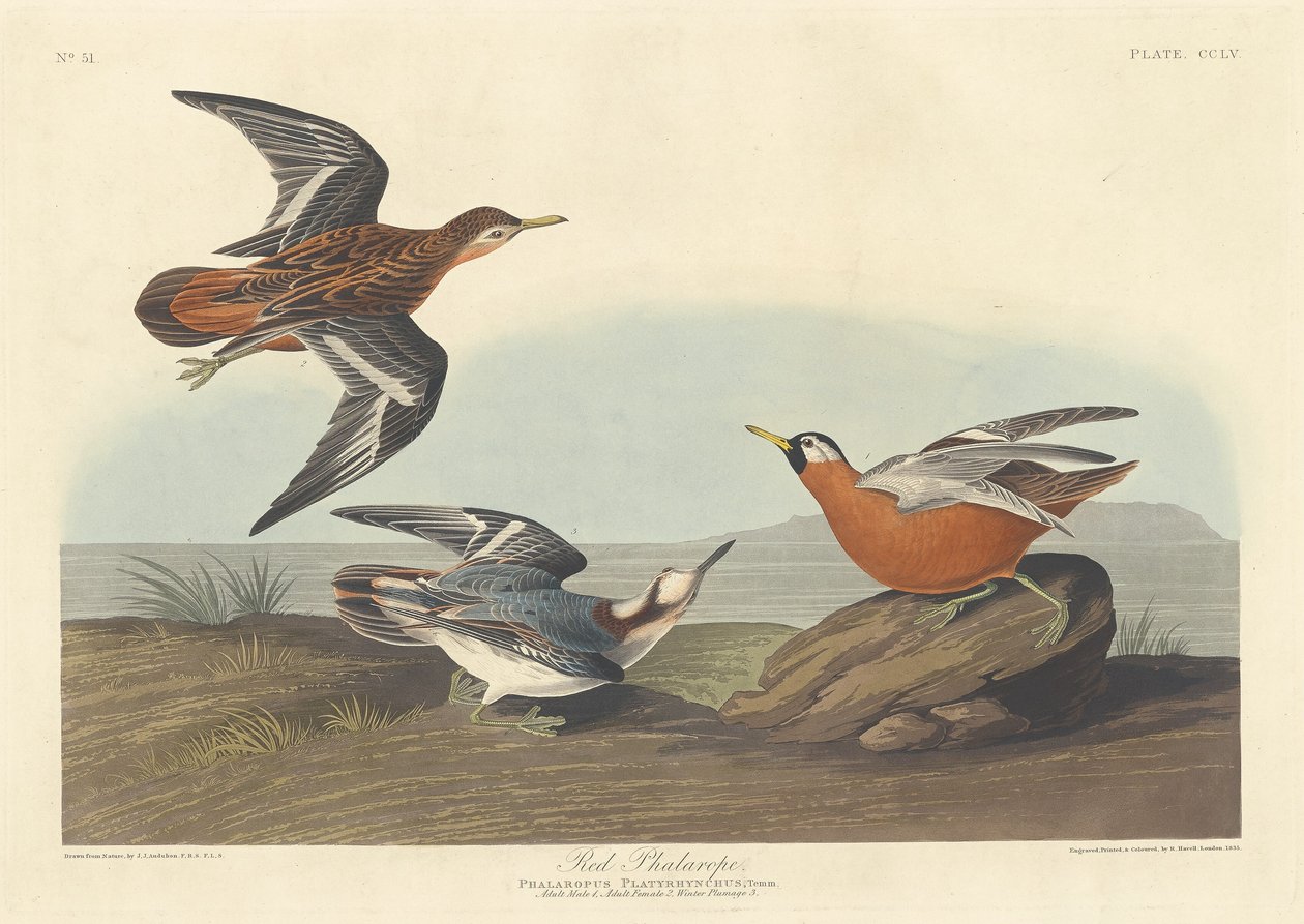 Rød Phalarope av Robert Havell after John James Audubon
