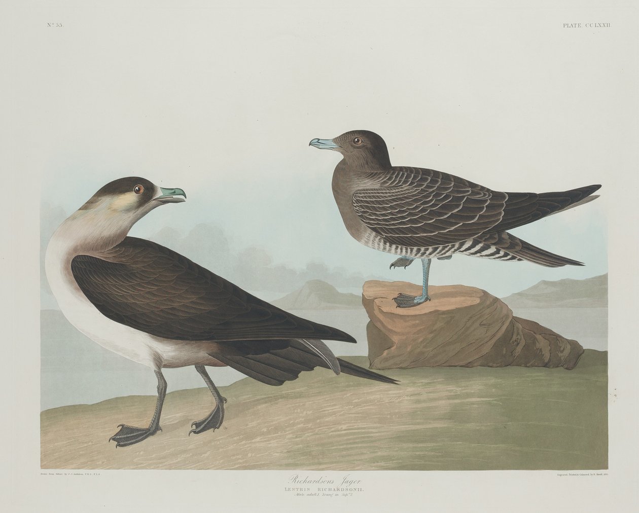 Richardsons Jager av Robert Havell after John James Audubon