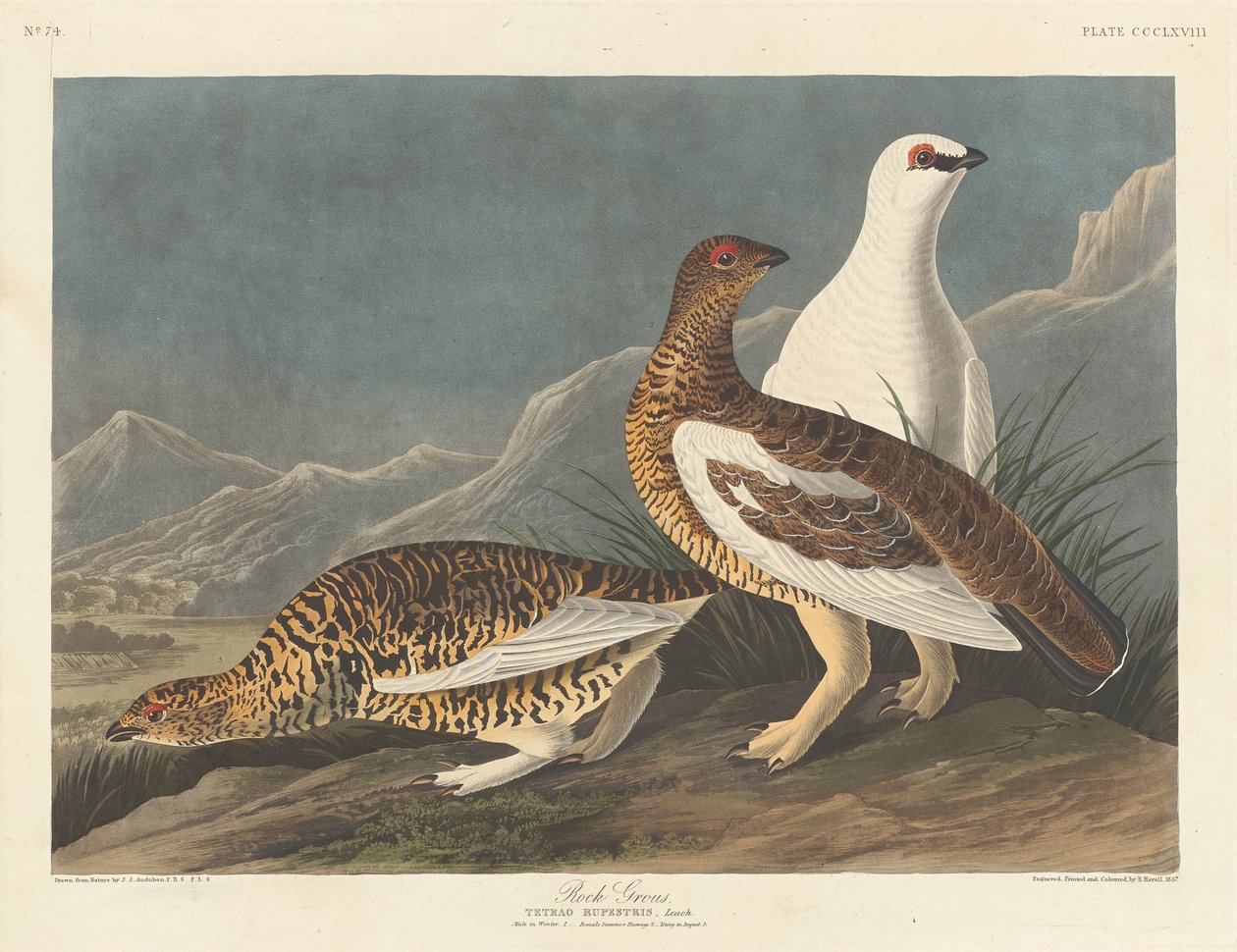 Stor stein av Robert Havell after John James Audubon