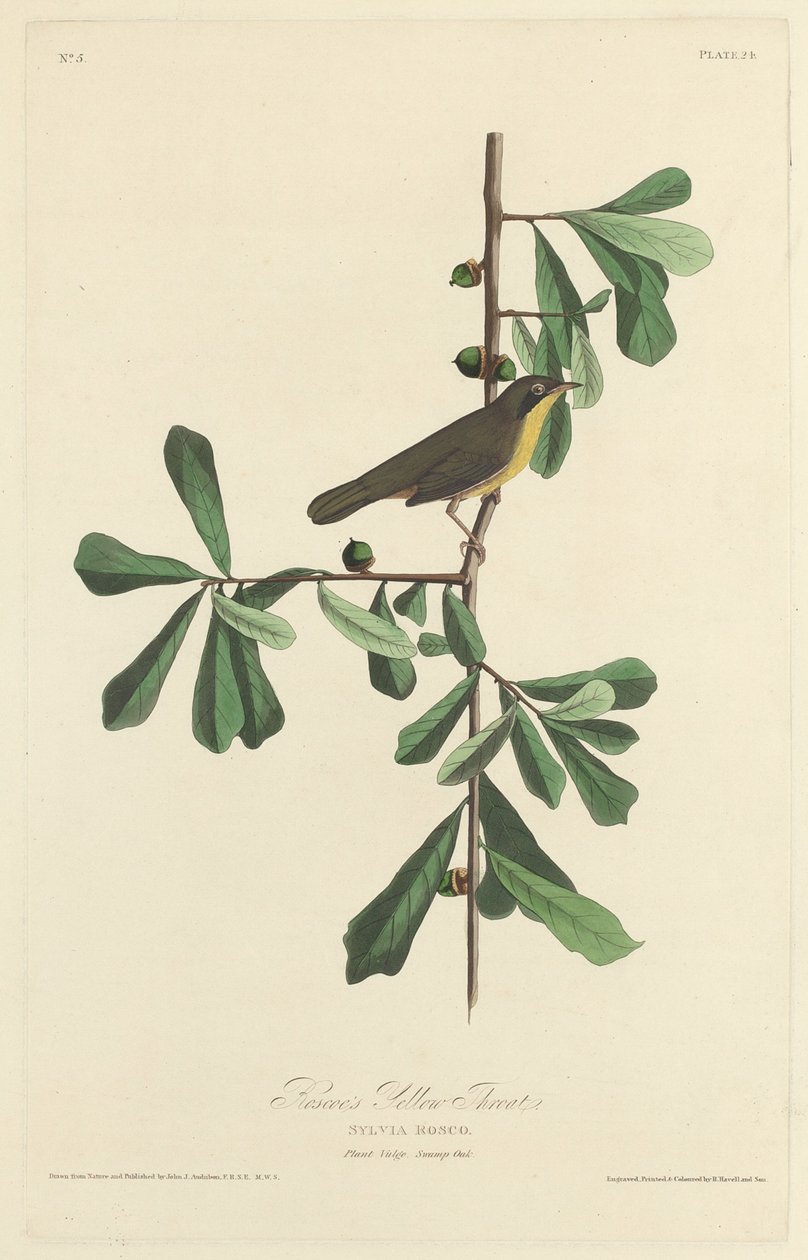 Roscoes gule hals av Robert Havell after John James Audubon