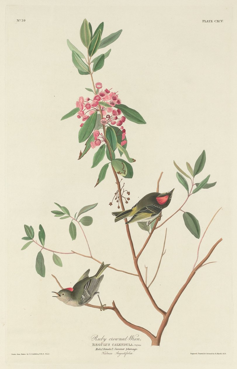 Rubinkronet Wren av Robert Havell after John James Audubon