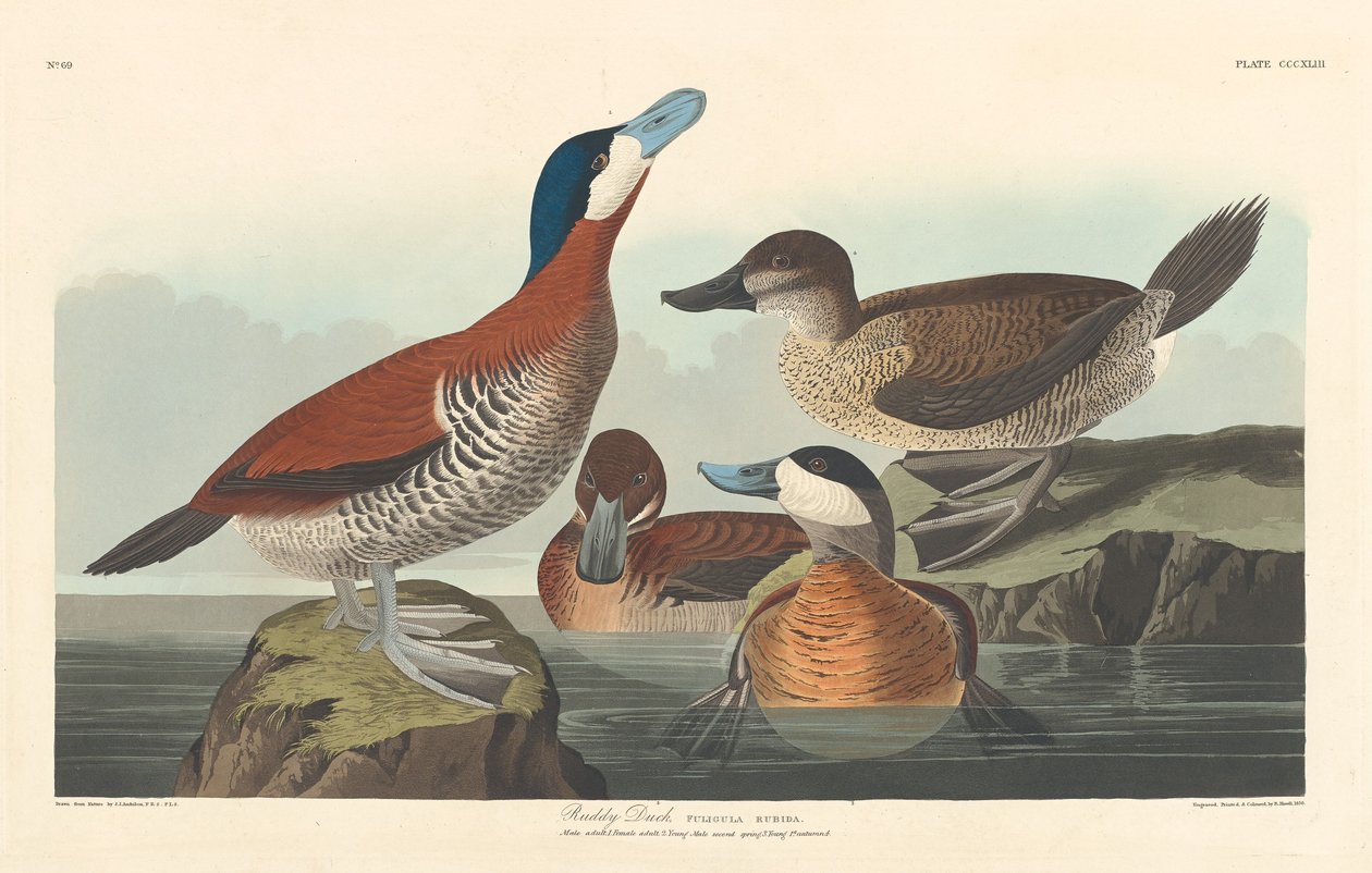 Ruddy Duck av Robert Havell after John James Audubon
