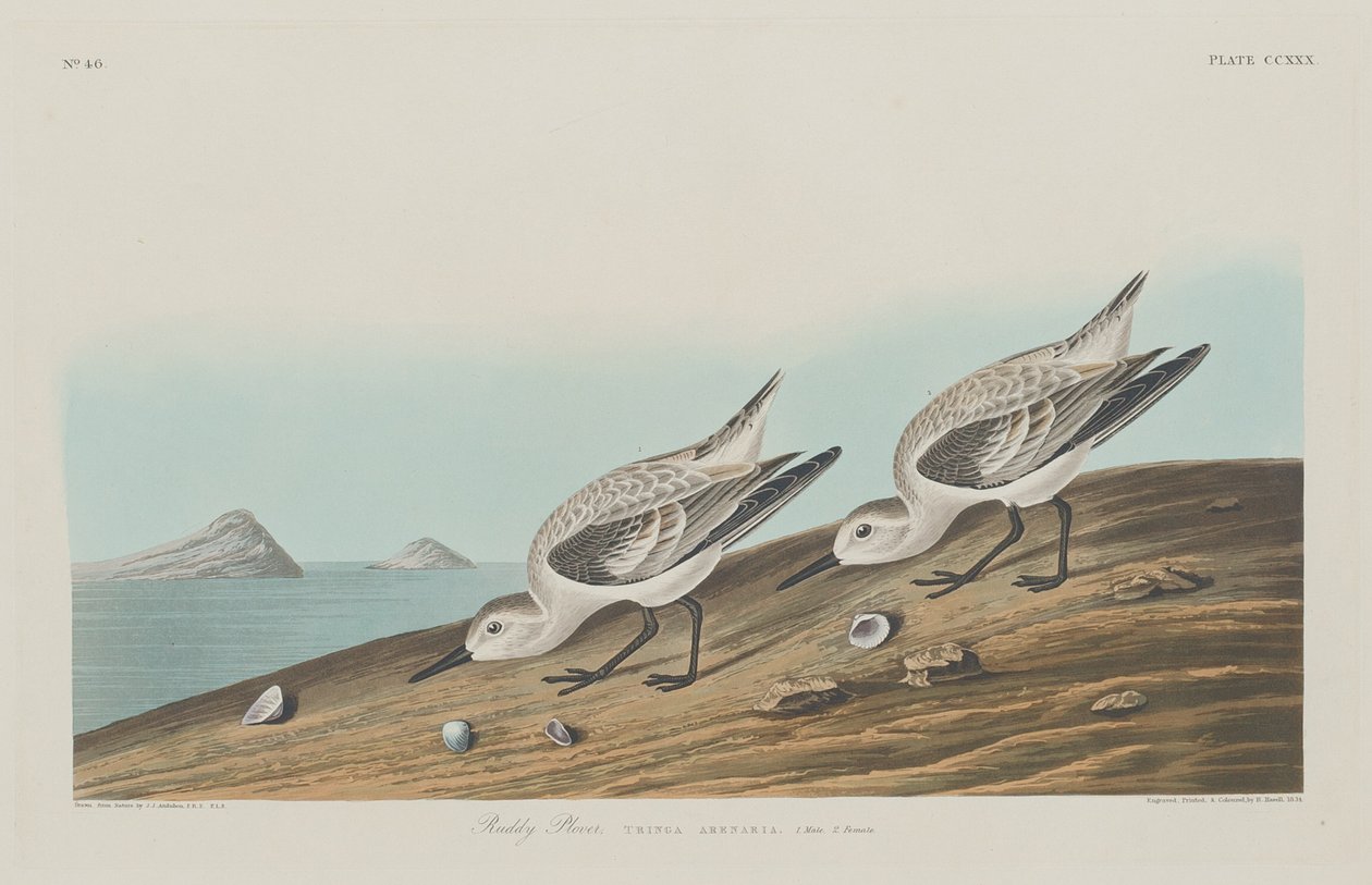 Ruddy Plover av Robert Havell after John James Audubon