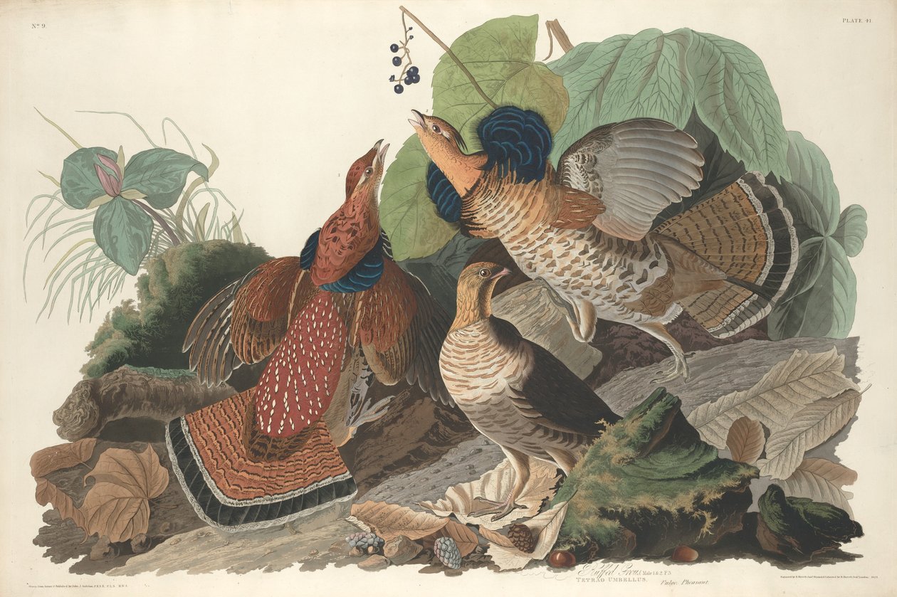 Ruffed Rype av Robert Havell after John James Audubon