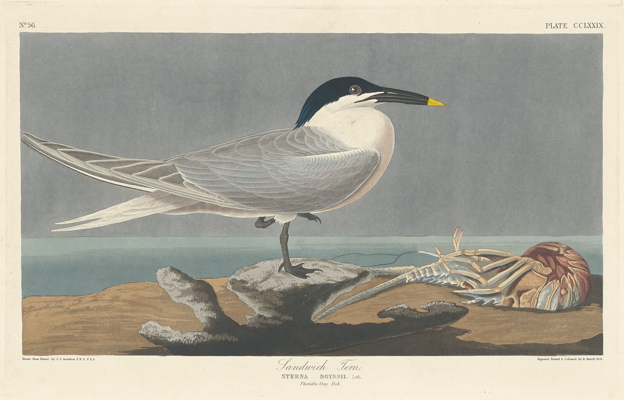 Sandwichtern av Robert Havell after John James Audubon