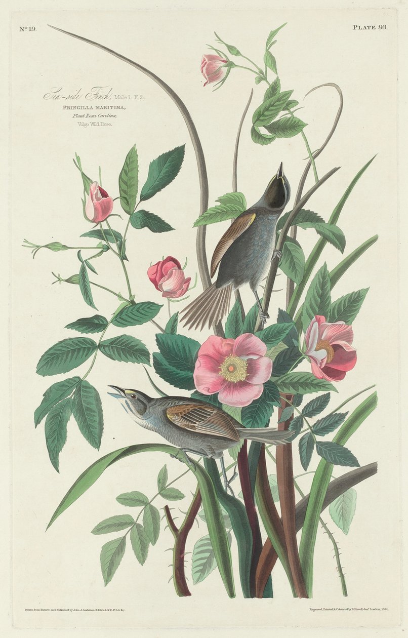 Fink ved sjøen av Robert Havell after John James Audubon