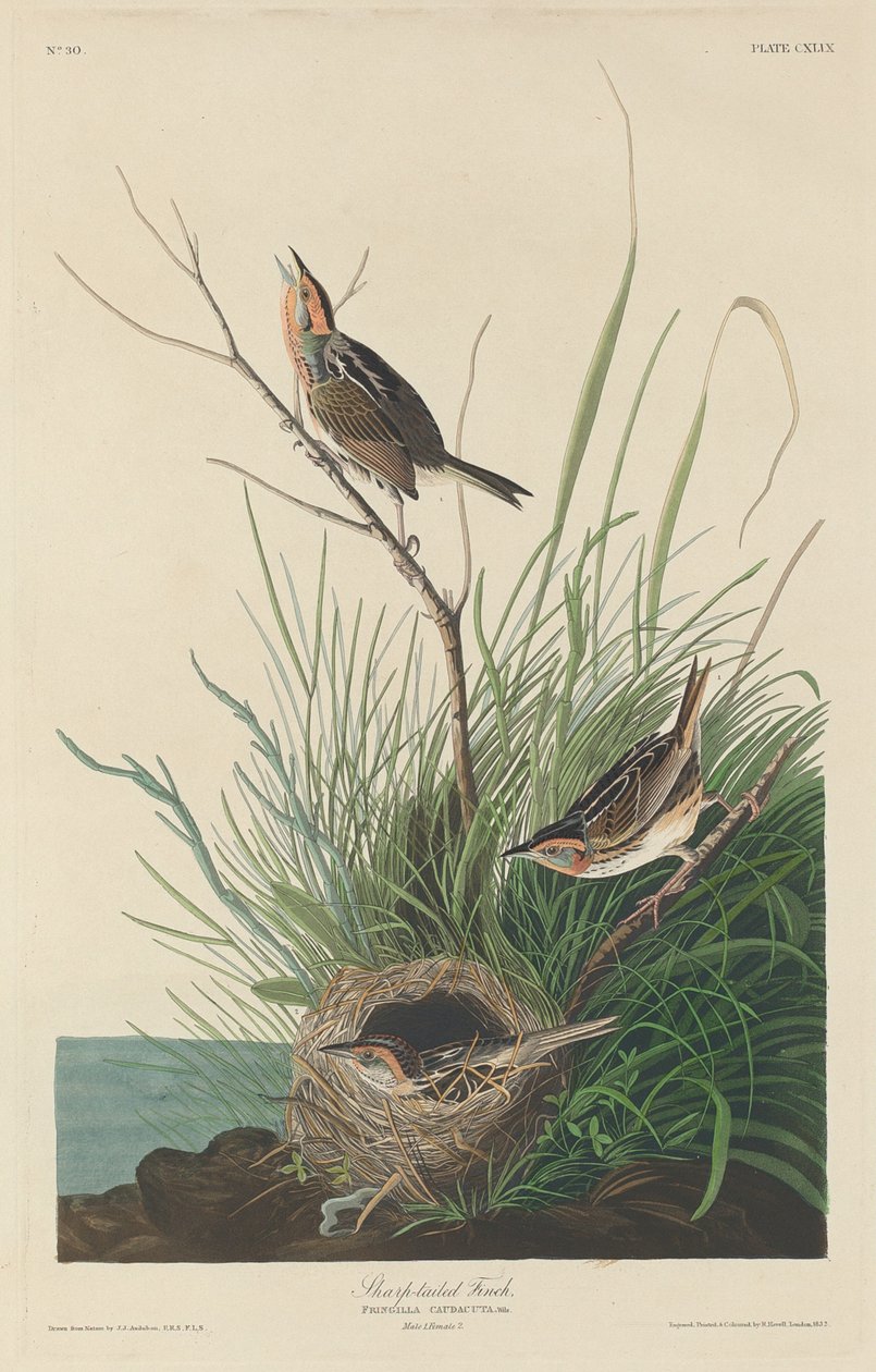 Skarphalefink av Robert Havell after John James Audubon