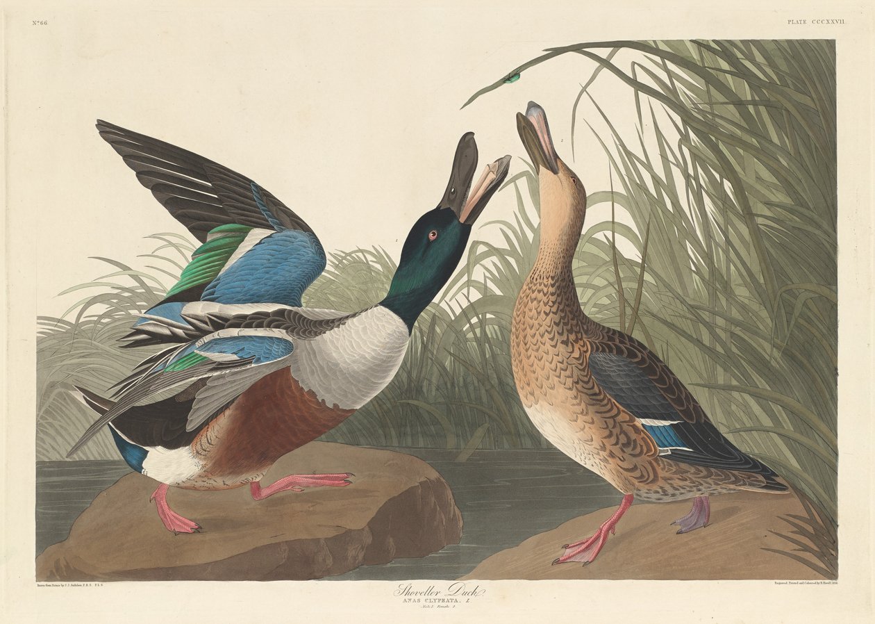 Shoveller Duck av Robert Havell after John James Audubon