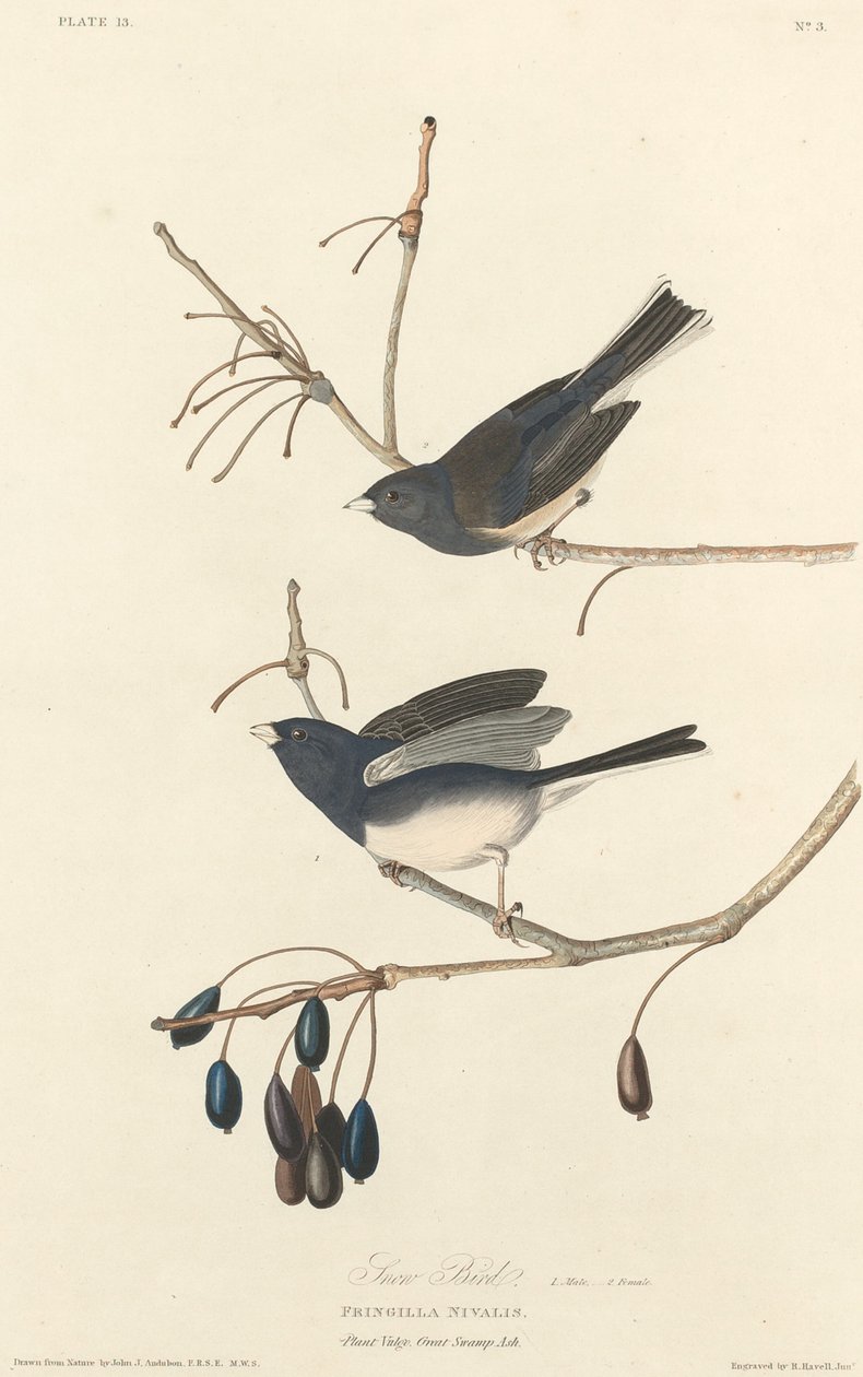Snøfugl av Robert Havell after John James Audubon