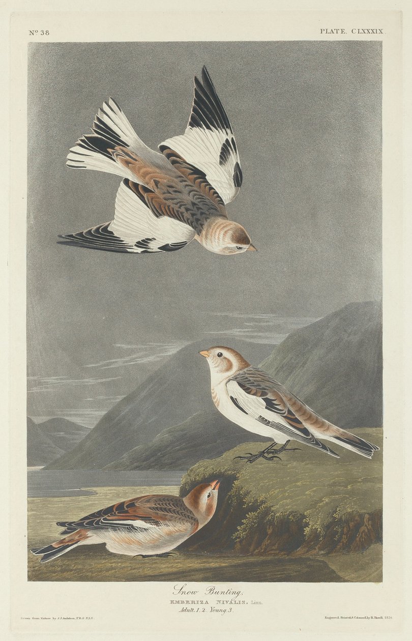 Snøspurv av Robert Havell after John James Audubon
