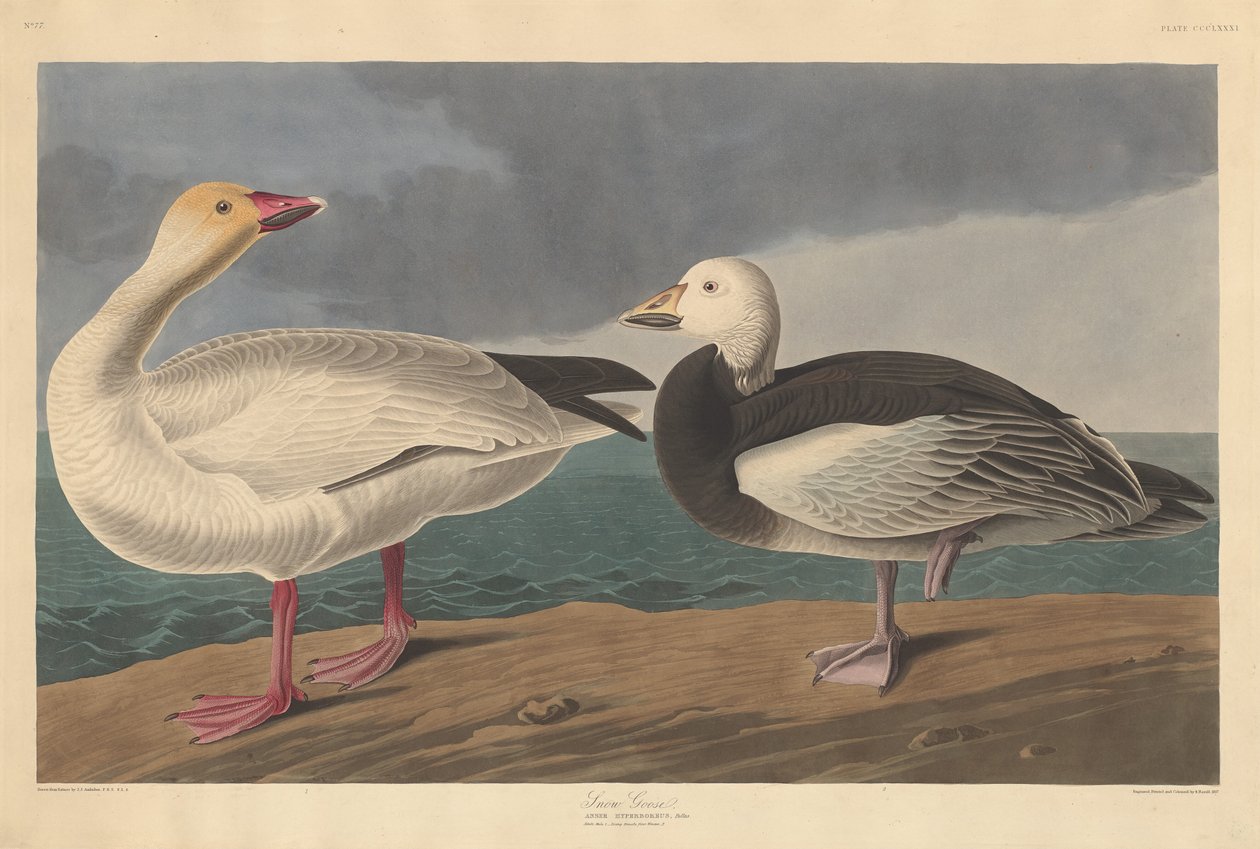 Snøgås av Robert Havell after John James Audubon