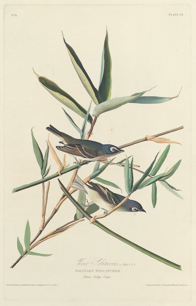 Enslig fluesnapper av Robert Havell after John James Audubon