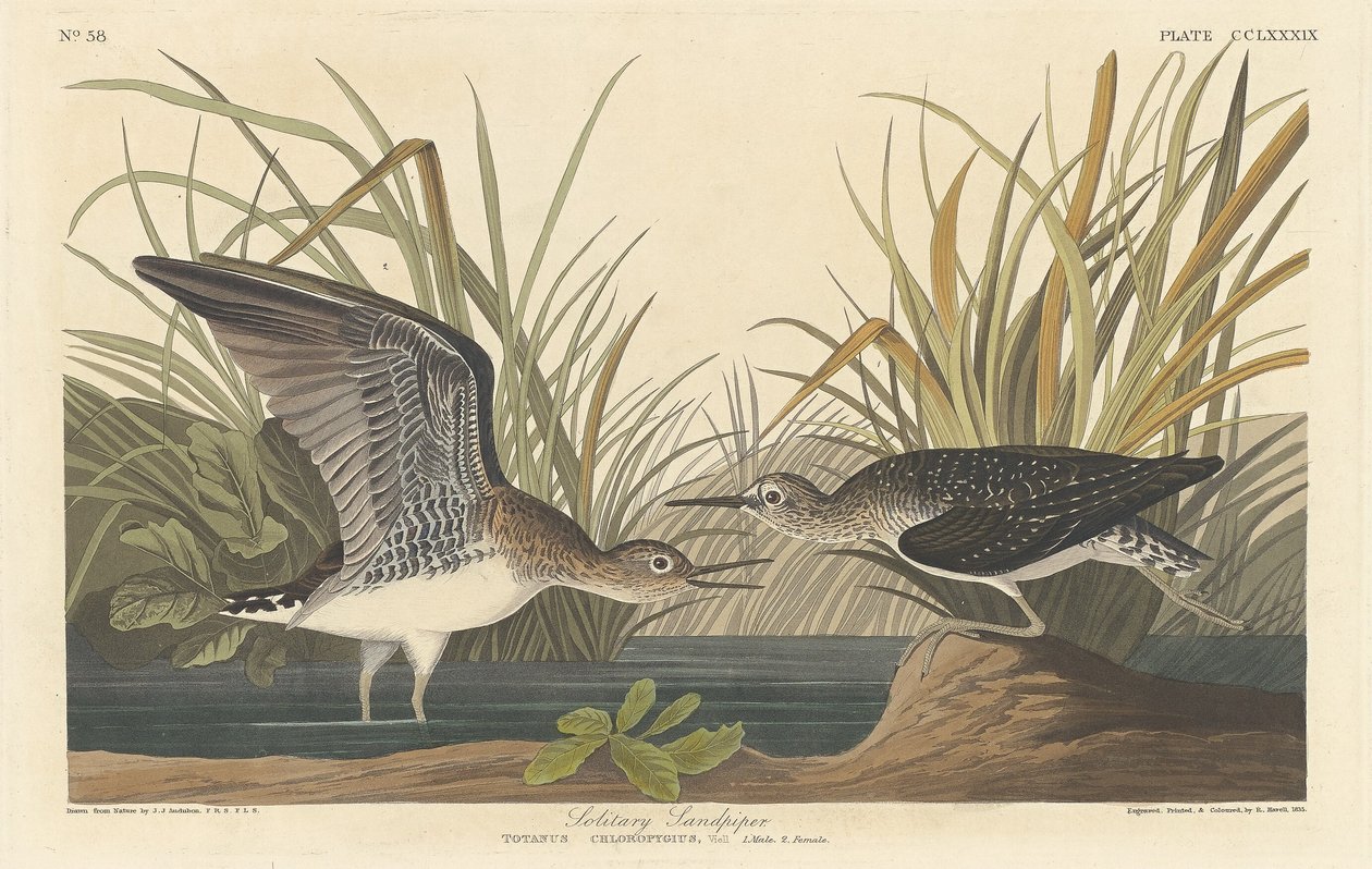 Enslig Sandpiper av Robert Havell after John James Audubon
