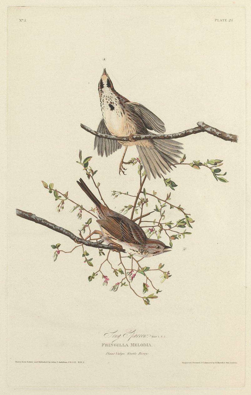 Sang Sparrow av Robert Havell after John James Audubon