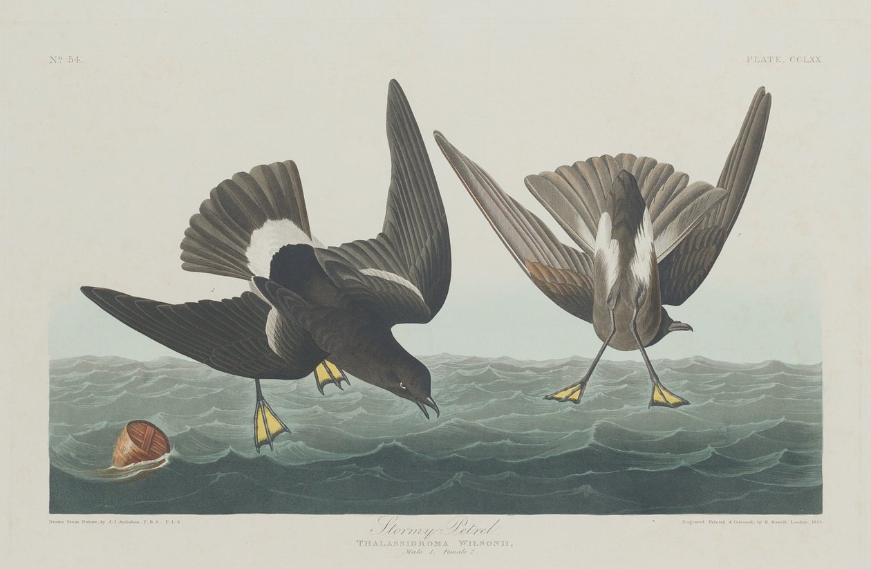 Stormfull petrel av Robert Havell after John James Audubon