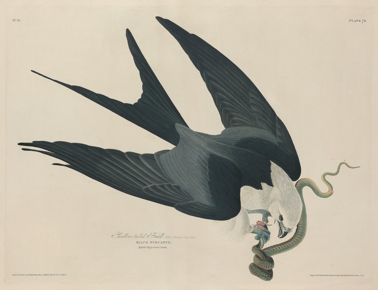 Svalehalehauk av Robert Havell after John James Audubon
