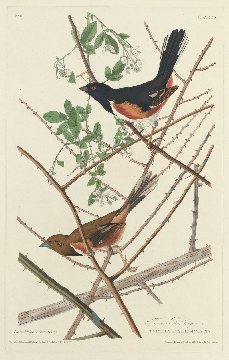 Towee Bunting av Robert Havell after John James Audubon