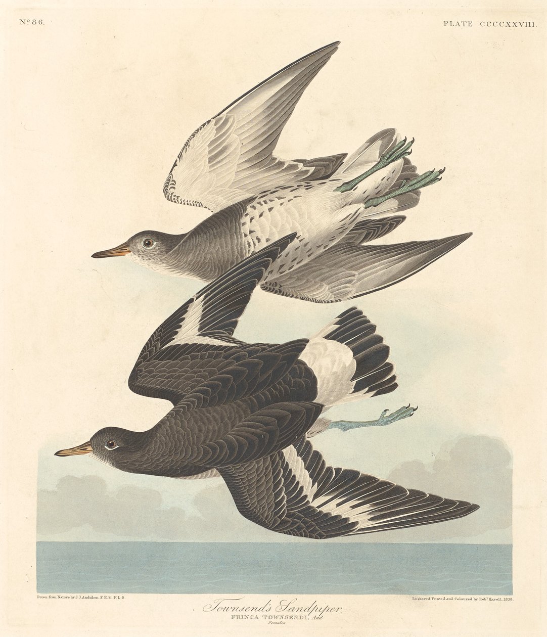 Townsends Sandpiper av Robert Havell after John James Audubon