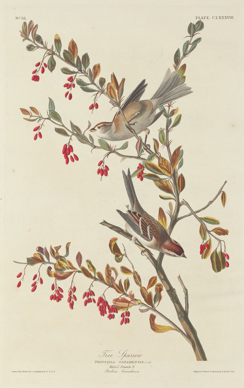 Trespurv av Robert Havell after John James Audubon