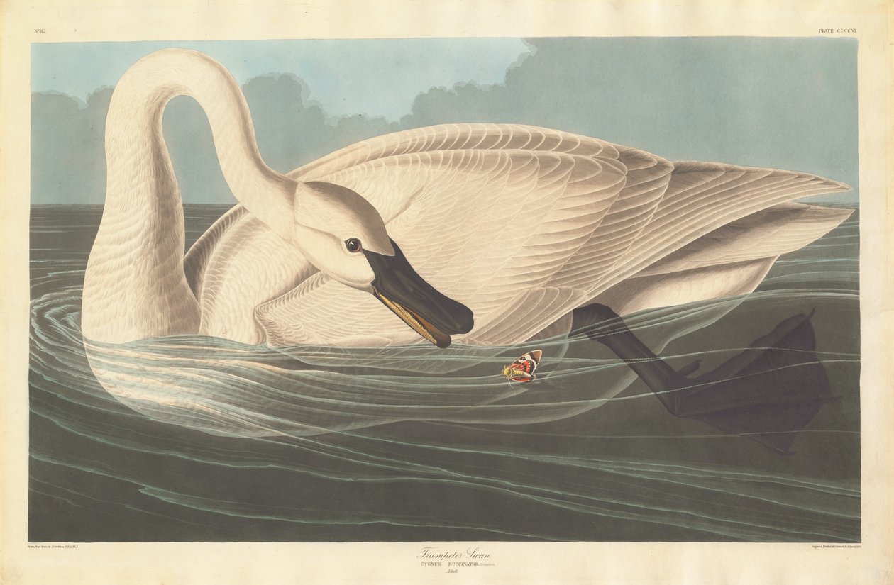 Trompetist Svane av Robert Havell after John James Audubon