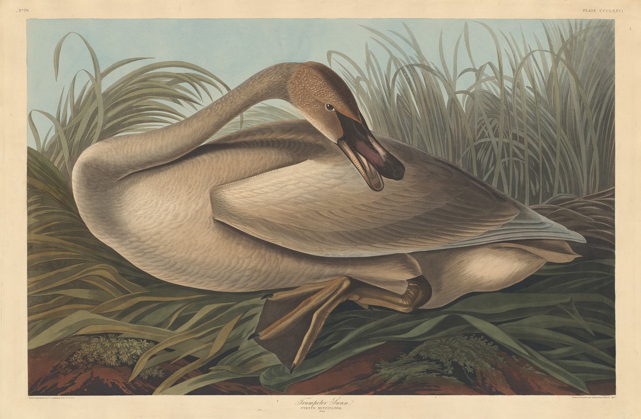 Trompetist Svane av Robert Havell after John James Audubon