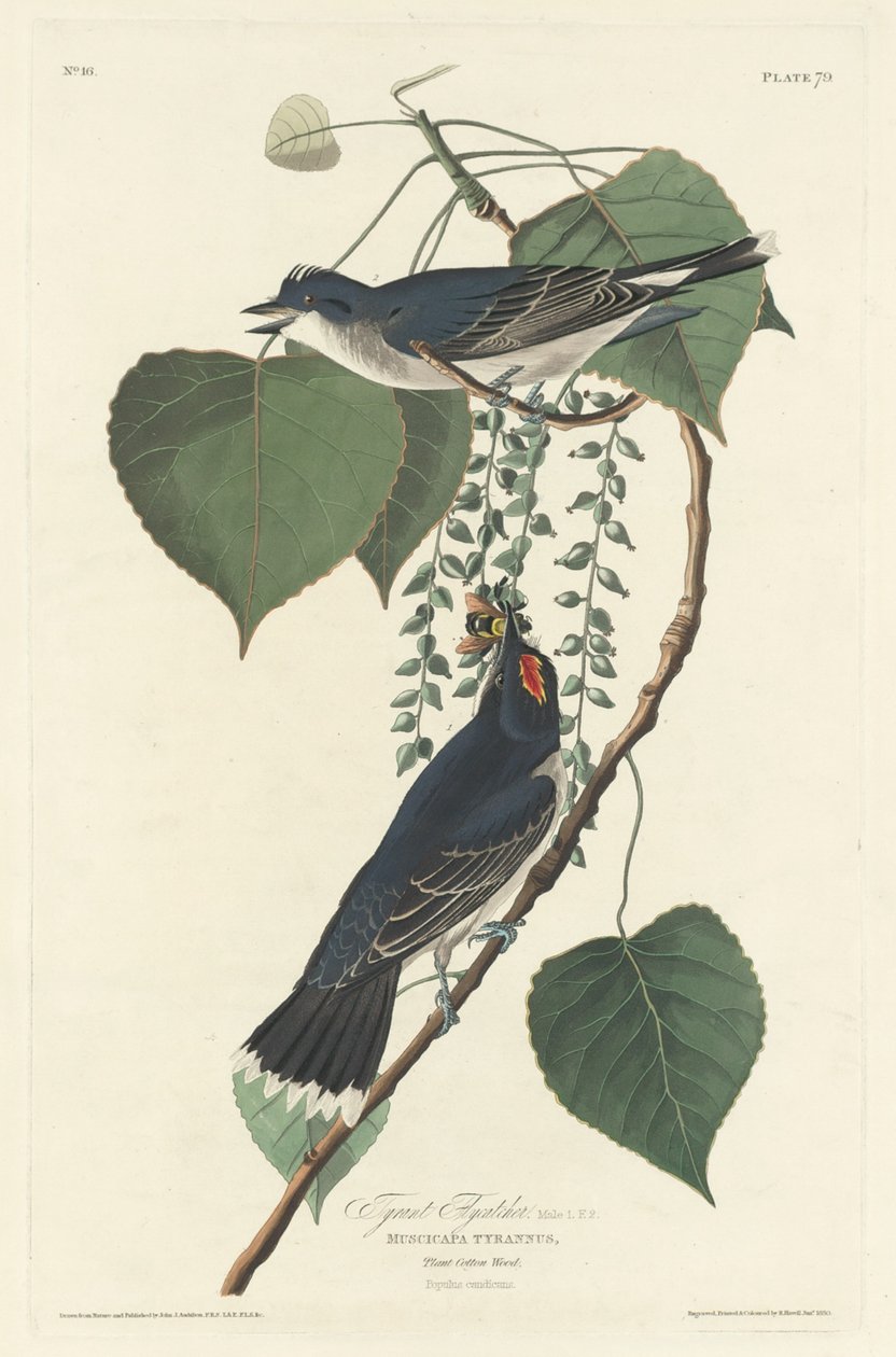 Tyrann Fluesnapper av Robert Havell after John James Audubon