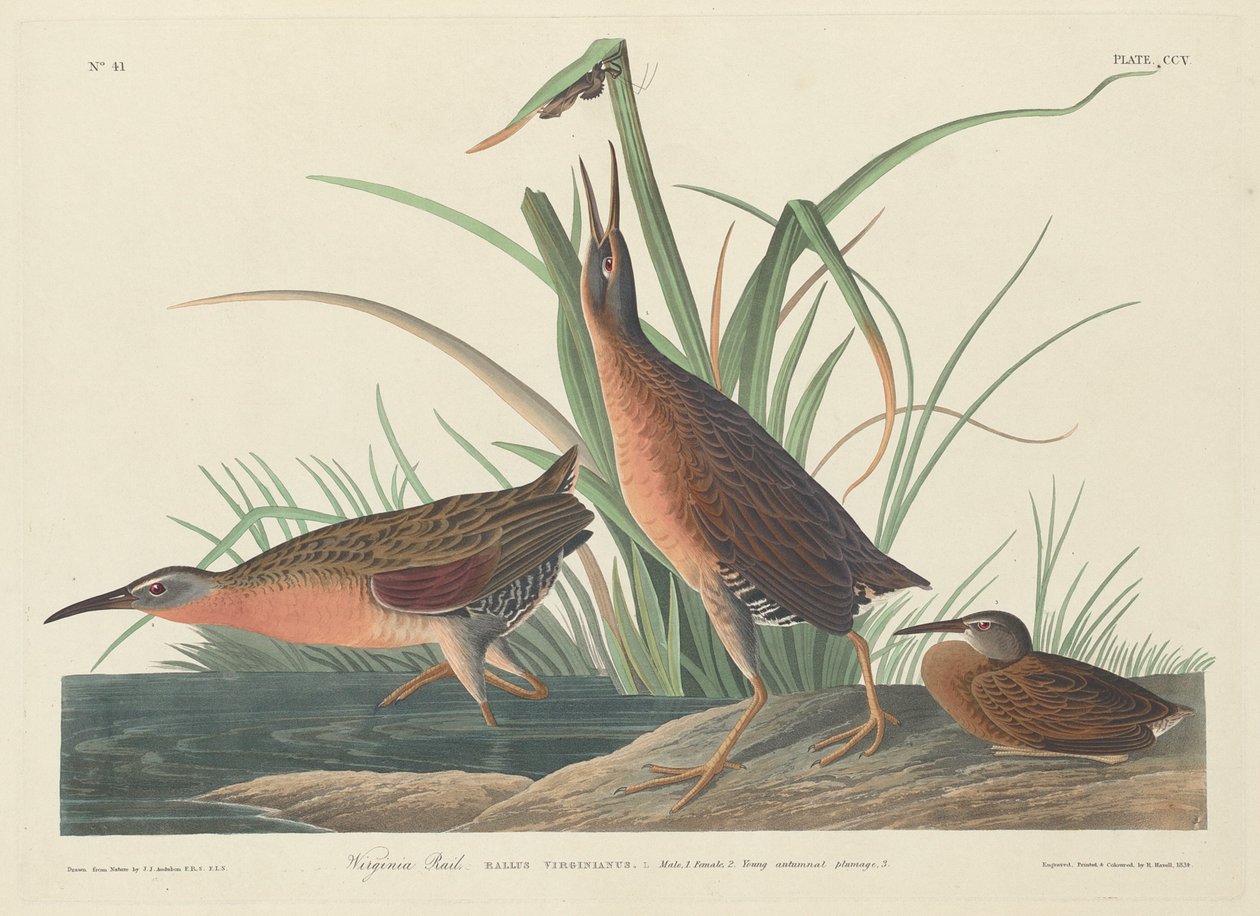 Virginia Rail av Robert Havell after John James Audubon