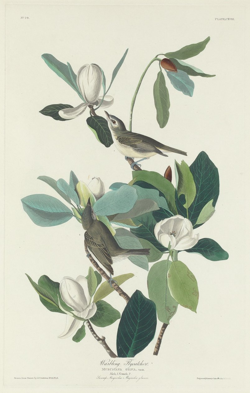 Warbling Fluesnapper av Robert Havell after John James Audubon