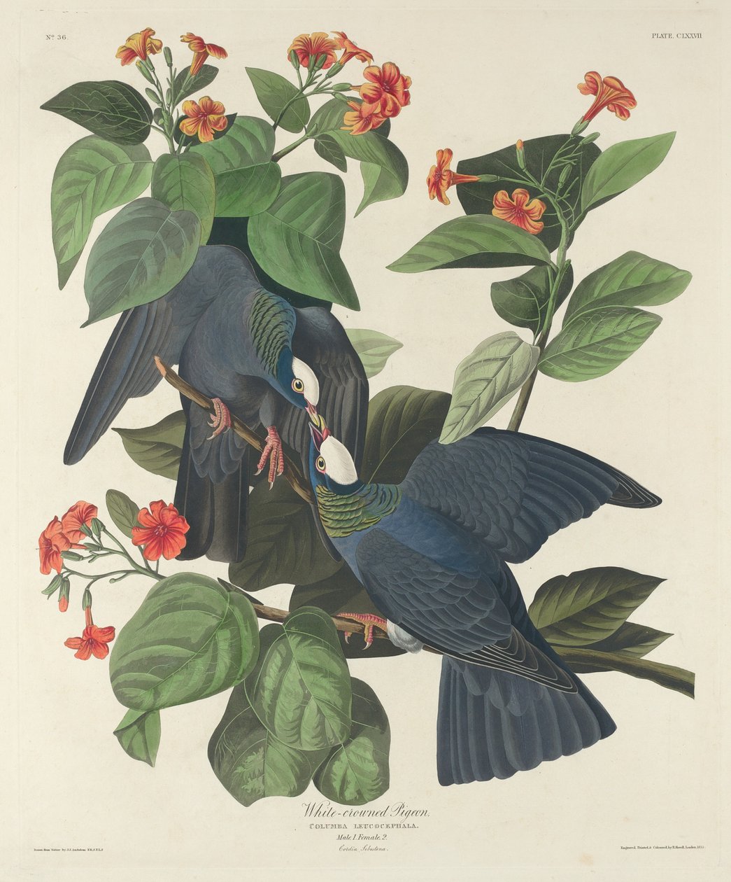 Hvitkronet due av Robert Havell after John James Audubon
