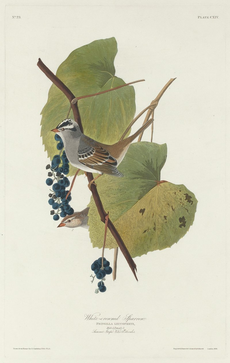 Hvitkronet spurv av Robert Havell after John James Audubon