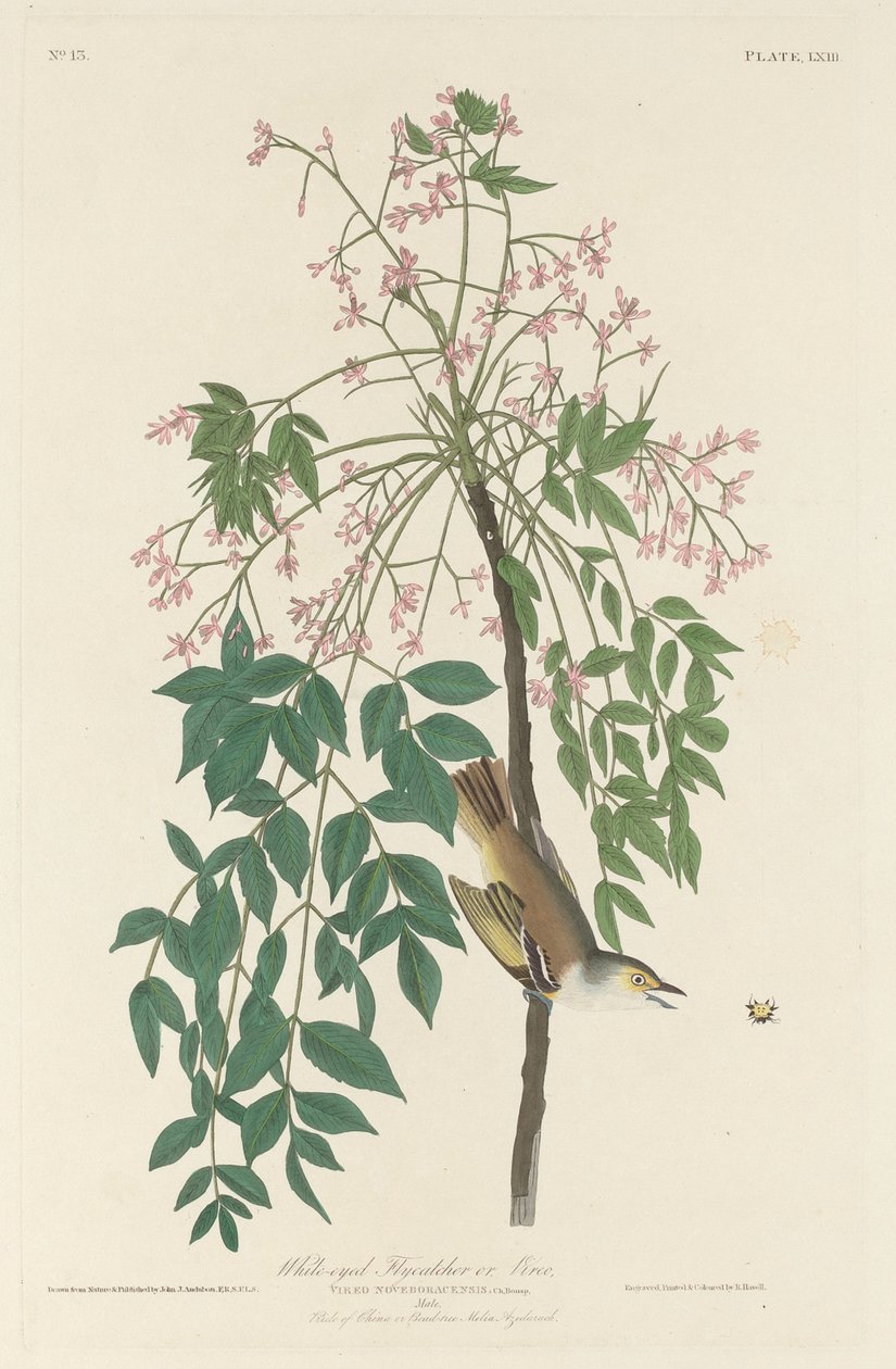 Hvitøyd fluefanger av Robert Havell after John James Audubon