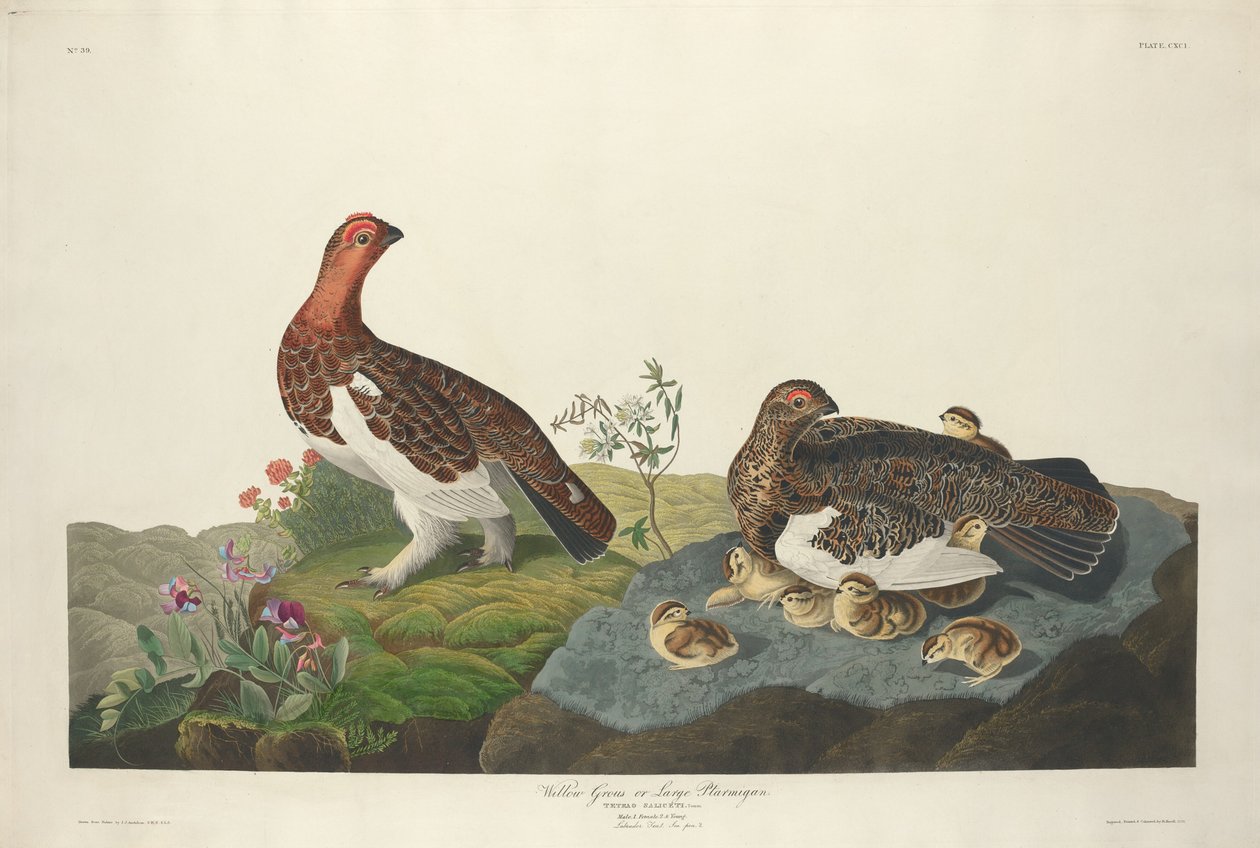 Willow Grous av Robert Havell after John James Audubon