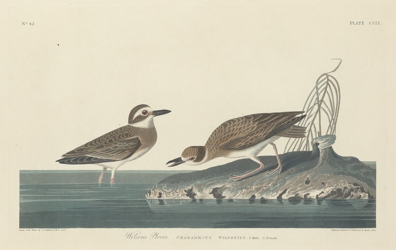 Wilsons Plover av Robert Havell after John James Audubon