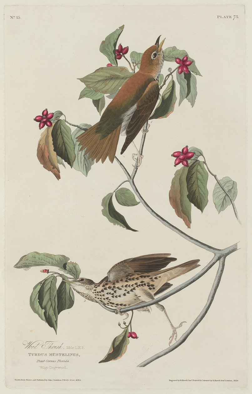 Tretrost av Robert Havell after John James Audubon