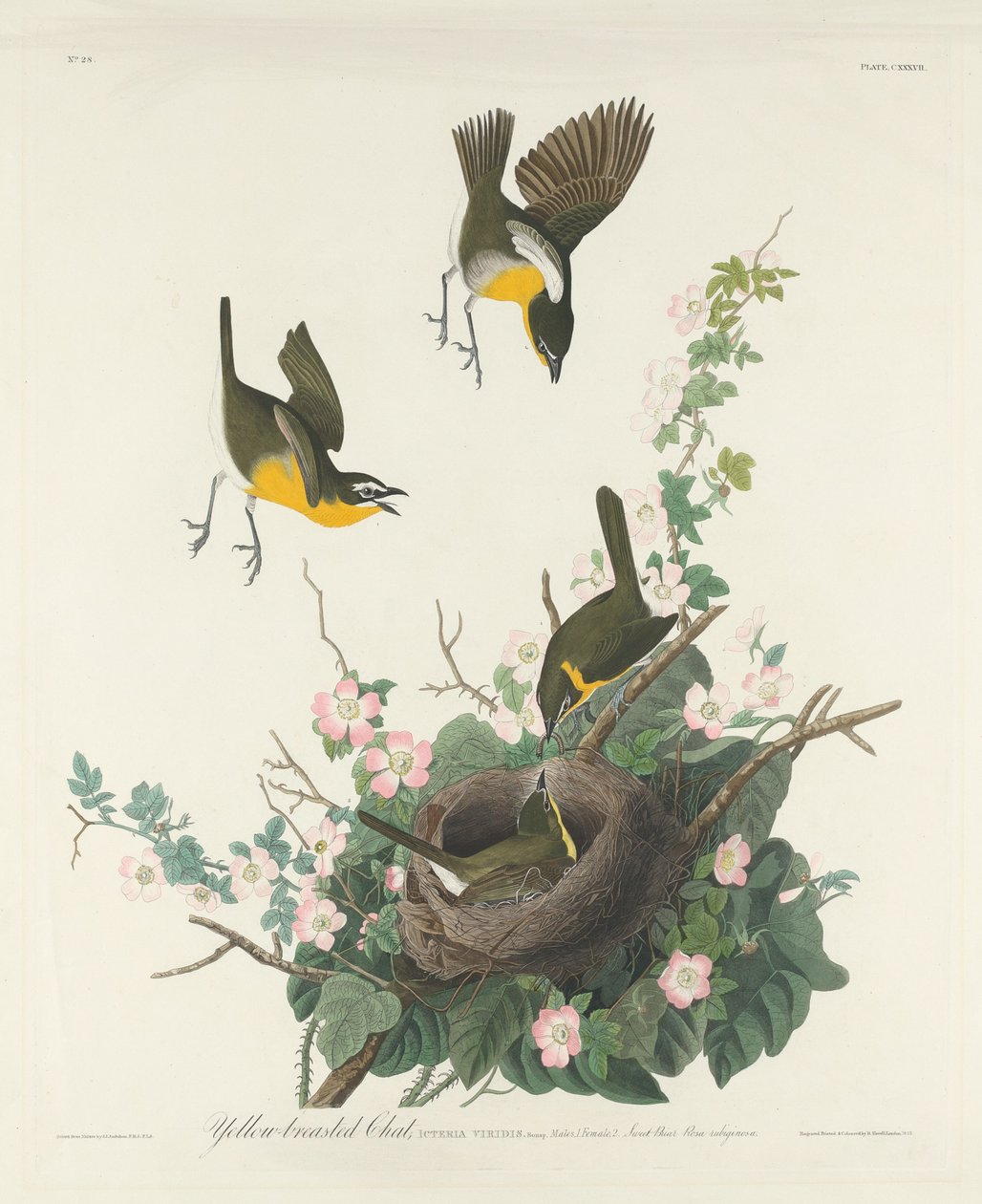 Gulbrystet Chat av Robert Havell after John James Audubon