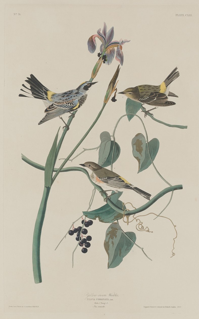 Gulkronsanger av Robert Havell after John James Audubon