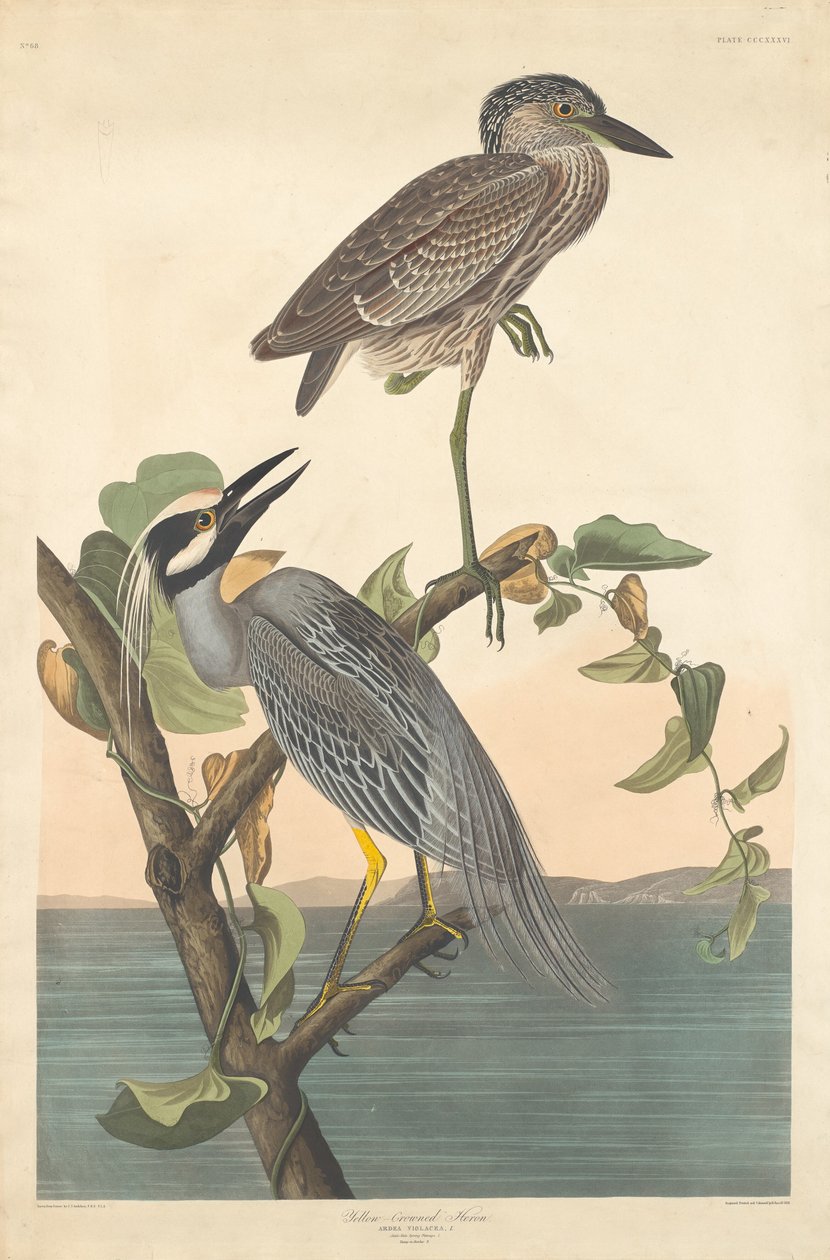 Gulkronet hegre av Robert Havell after John James Audubon