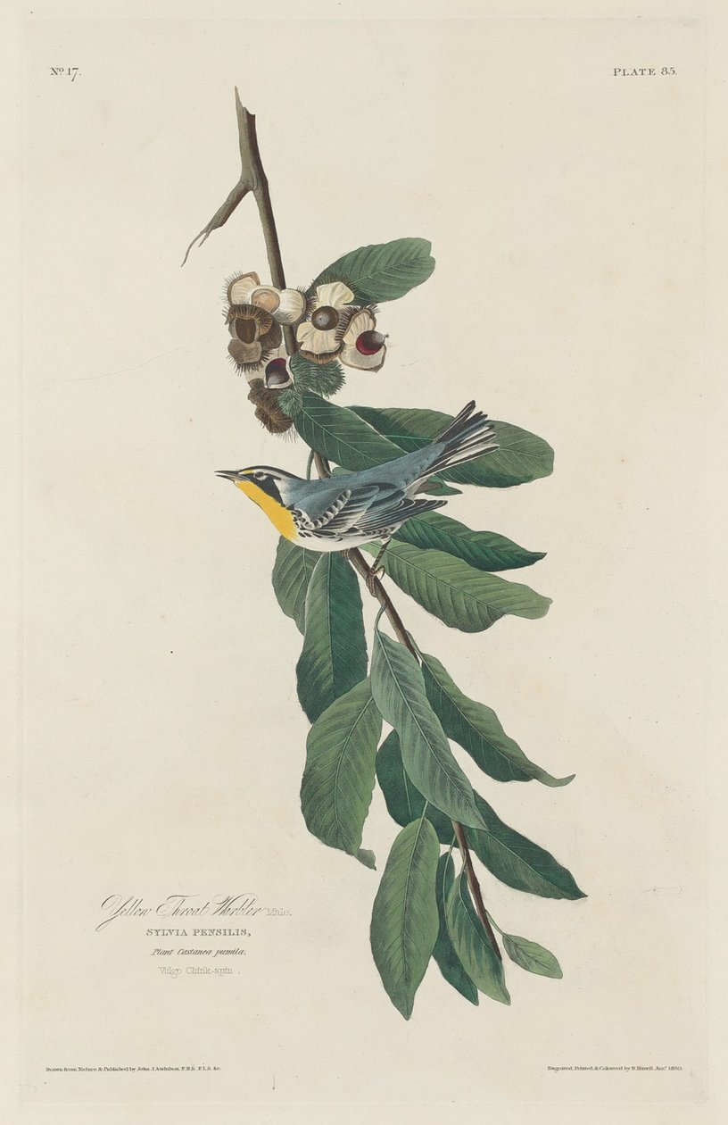 Gulstrupesanger av Robert Havell after John James Audubon