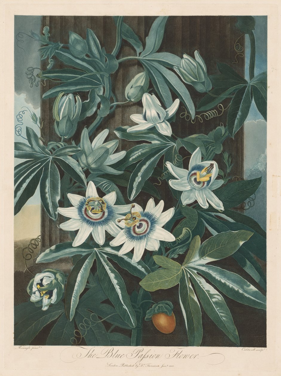 Den blå pasjonsblomsten av Robert John Thornton