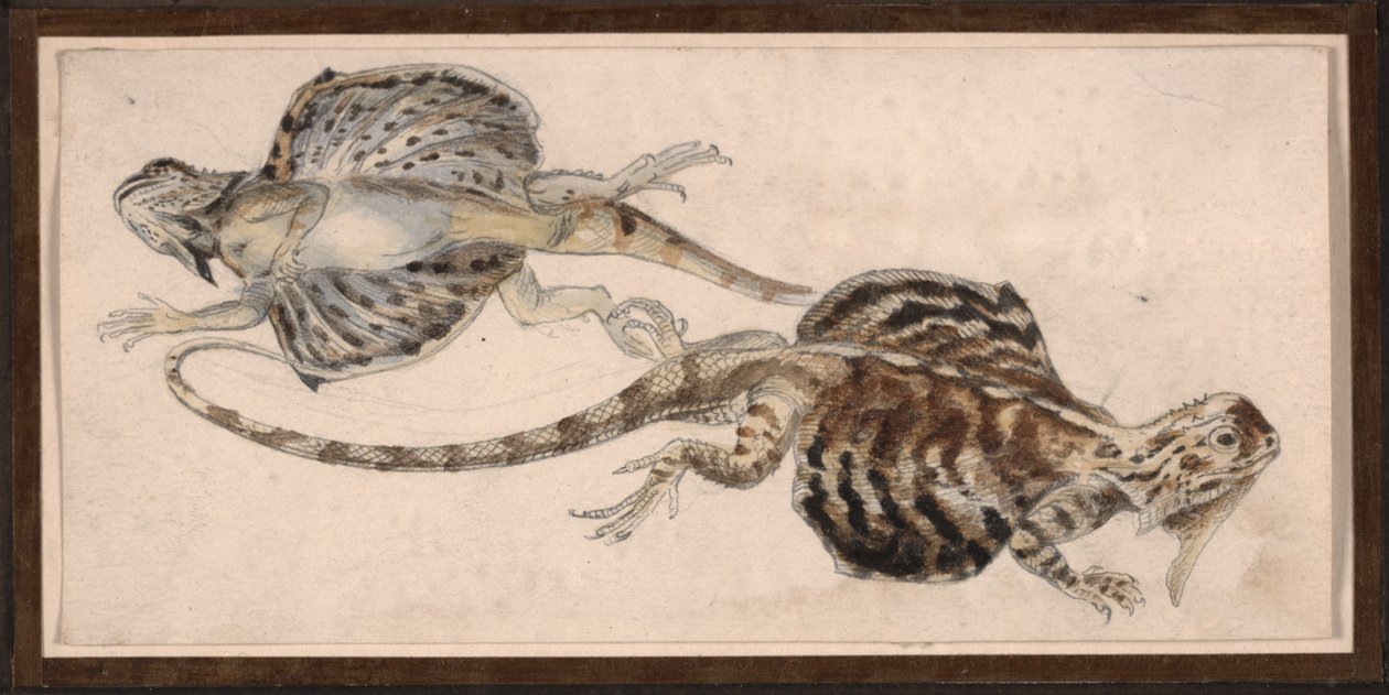 Øgler (farge litho) av Robert Kretschmer