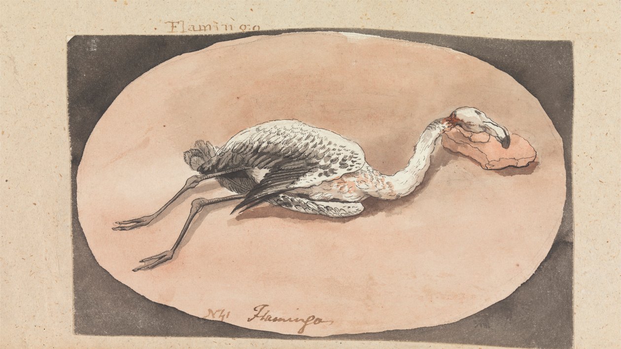 Flamingo av Robert Mabon